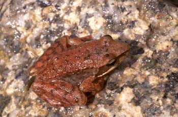 Rana patilarga (Rana ibérica)