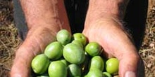 Aceitunas, Extremadura