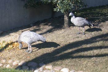 Tingua de pico verde. 