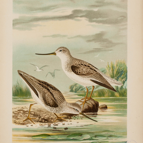 IES_CARDENALCISNEROS_AVES_LAMINAS_028