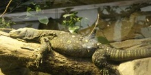 Varano (Varanus sp.)