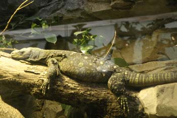 Varano (Varanus sp.)