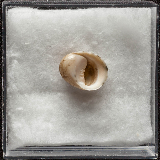 IES_ISABELLACATOLICA_BIOLOGIA_334