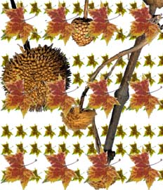 Superposición de hojas sobre sámaras