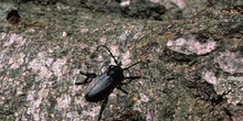 Longicornio zapador (Dorcadion fuliginator)