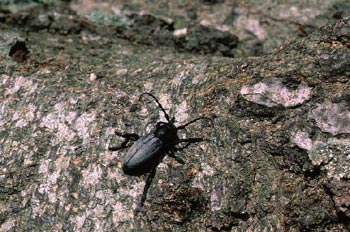 Longicornio zapador (Dorcadion fuliginator)