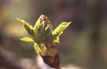 Castaño de Indias - Flor (Aesculus hippocastanum)