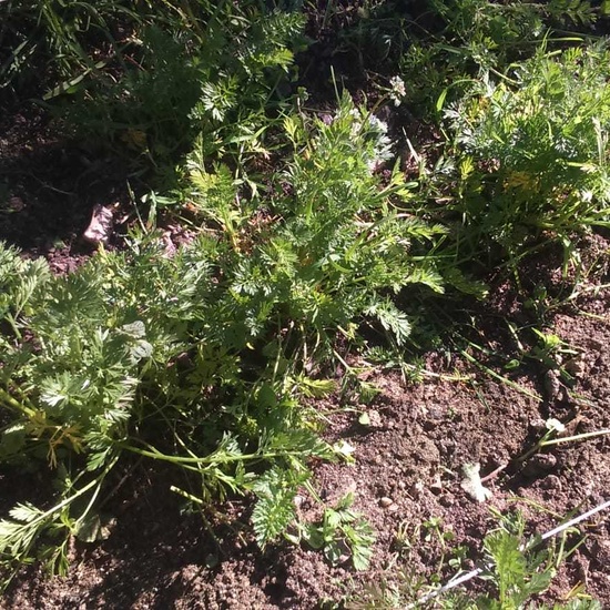 NUEVOS FRUTOS DEL HUERTO ESCOLAR 5