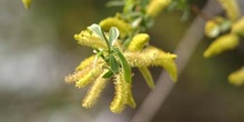 Sauce blanco - Flores masc. (Salix alba)