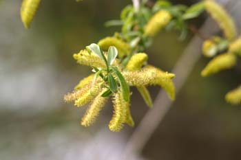 Sauce blanco - Flores masc. (Salix alba)