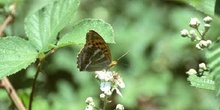 Nacarada (Argynnis paphia)