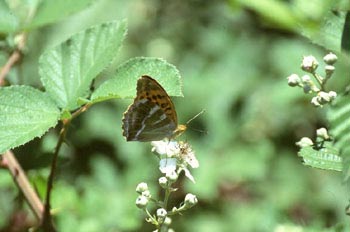 Nacarada (Argynnis paphia)