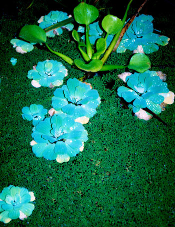 Flores azules tropicales