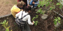 2018_11_CUARTO DISEÑANDO EL JARDIN DE LOS SENTIDOS_CEIP FDLR_LAS ROZAS 6