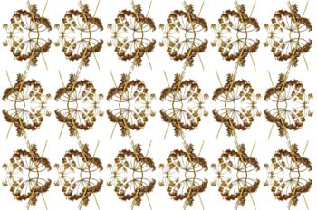 Seriación de flores en umbela