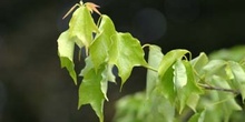 Arce (Acer borgerianum)