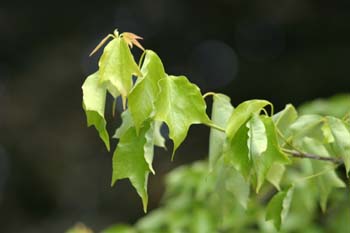 Arce (Acer borgerianum)