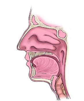 Aparato respiratorio humano
