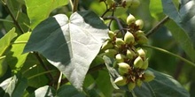 Paulonia (Paulownia tomentosa)