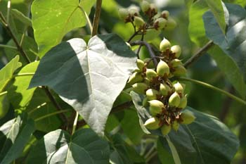 Paulonia (Paulownia tomentosa)