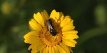 Abeja sp.