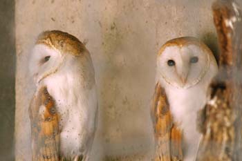 Lechuza común (Tyto alba)