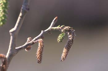 álamo blanco - Flor fem. (Populus alba)