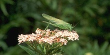 Grillo de matorral (Tettigonia viridissima)