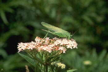 Grillo de matorral (Tettigonia viridissima)