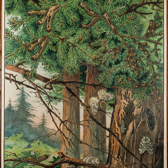 IES_CARDENALCISNEROS_ARBOLES_LAMINAS_022