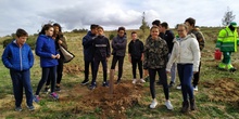 Plantación en el parque forestal de Valdebebas 2019