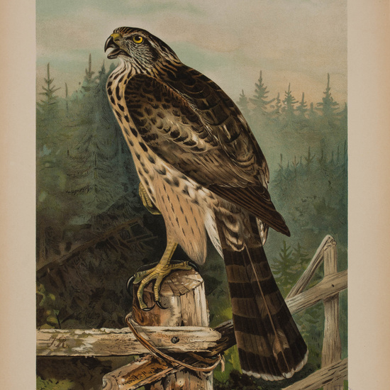 IES_CARDENALCISNEROS_AVES_LAMINAS_204