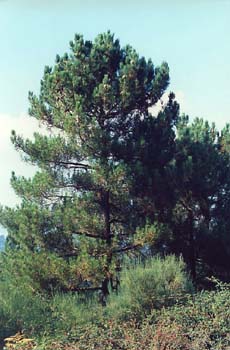 Pino carrasco - Porte (Pinus halepensis)