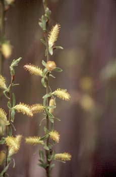 Sauce - Flor masc. (Salix sp.)