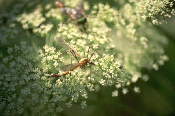 Típula (Tipula oleracea)