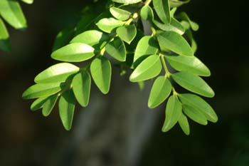 Boj - Hojas (Buxus sempervivens)
