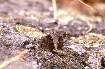 Rey mozo (Brintesia circe)