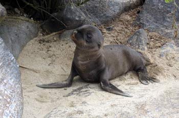 Cría de Lobo Marino, Zalophus californianus, Ecuador