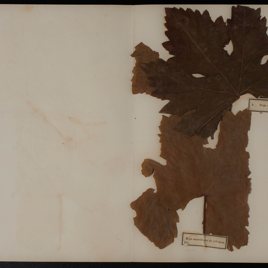 IES_SANISIDRO_MUSEO_Botanica_068