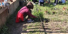 Huerto escolar CEIP Andrés Segovia (Móstoles)