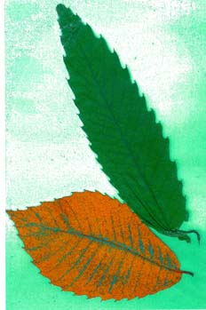 Hojas de castaño en variación verdosa