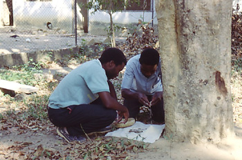 Ritos mágicos, ofrenda de harina en baobab, Nacala, Mozambique