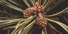 Pino silvestre - Piñas (Pinus sylvestris)