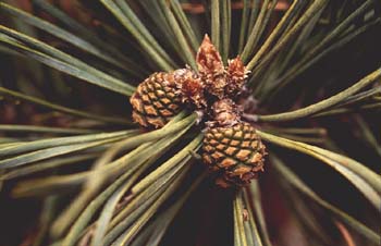 Pino silvestre - Piñas (Pinus sylvestris)