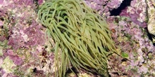 Anemona de tentaculo largo (Anemona sulcata)