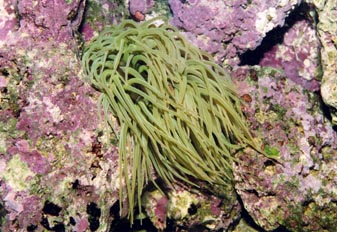 Anemona de tentaculo largo (Anemona sulcata)