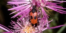 Nustera distigma