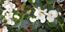 Begonia