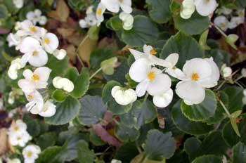 Begonia