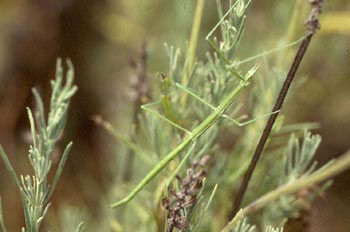 Insecto palo (Bacillus rossius)